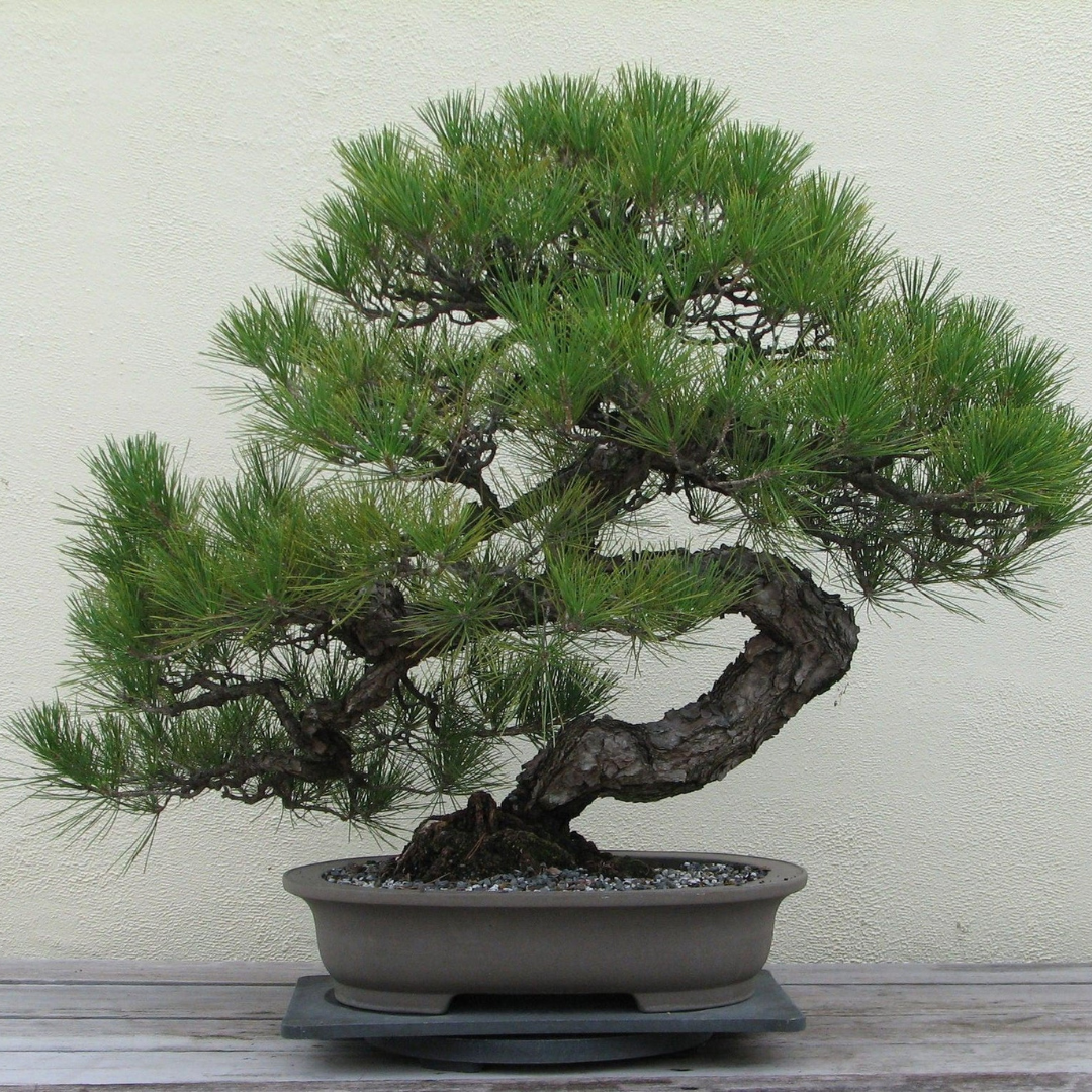 A Japanese Black Pine bonsai tree with a significantly curved trunk potted in a shallow grey pot.