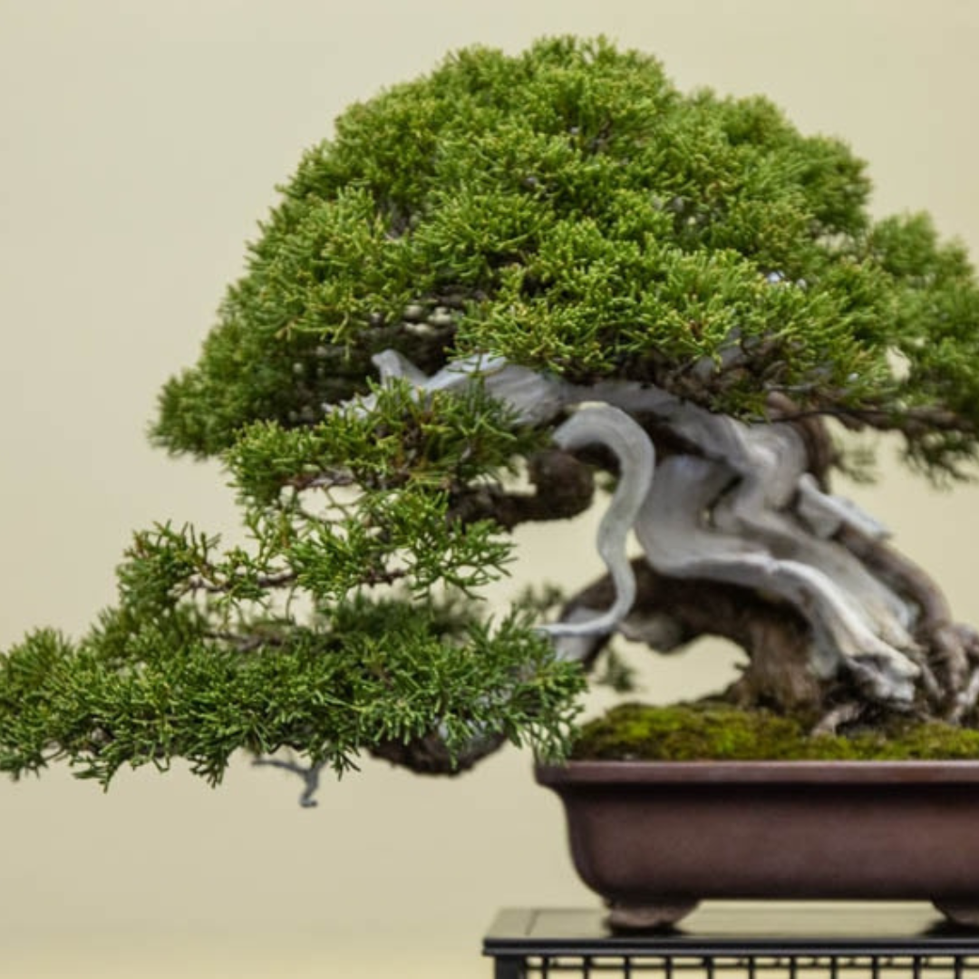 A Common Juniper bonsai tree with most of the trunk made into jin (deadwood) potted in a shallow brownish red pot.