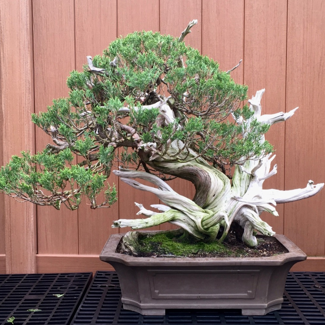 A Rocky Mountain Juniper bonsai tree with most of the trunk made as jin (deadwood) potted in a shallow clay pot.
