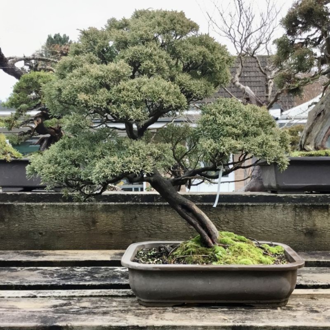 A Chinese Juniper bonsai tree potted in a shallow grey pot.