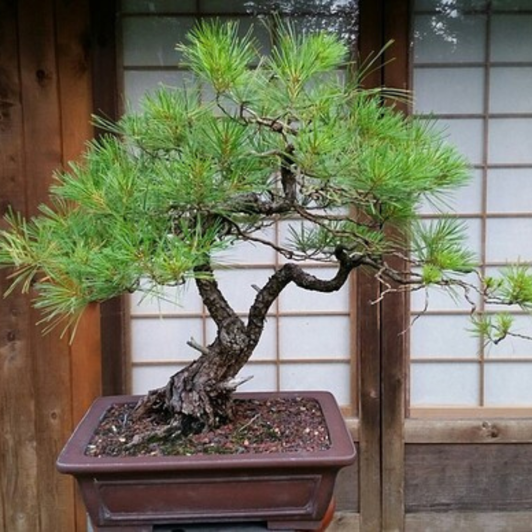 An Eastern White Pine bonsai tree with a slightly curved trunk potted in a shallow brownish red pot.
