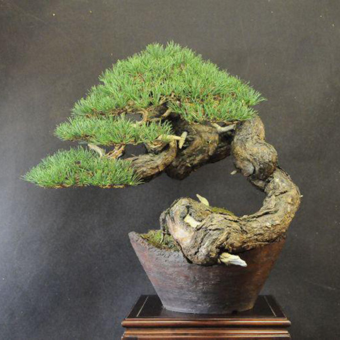 A Scots Pine bonsai tree with a significantly curved trunk with jin potted in a grey post with red undertones.
