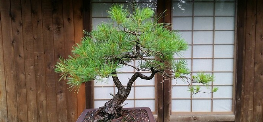 Junipers, Pines, and Conifers