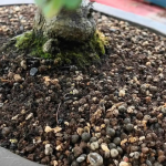 The base of a bonsai tree trunk with the focus on the bonsai soil mix made with akadama, pumice, and lava rock.
