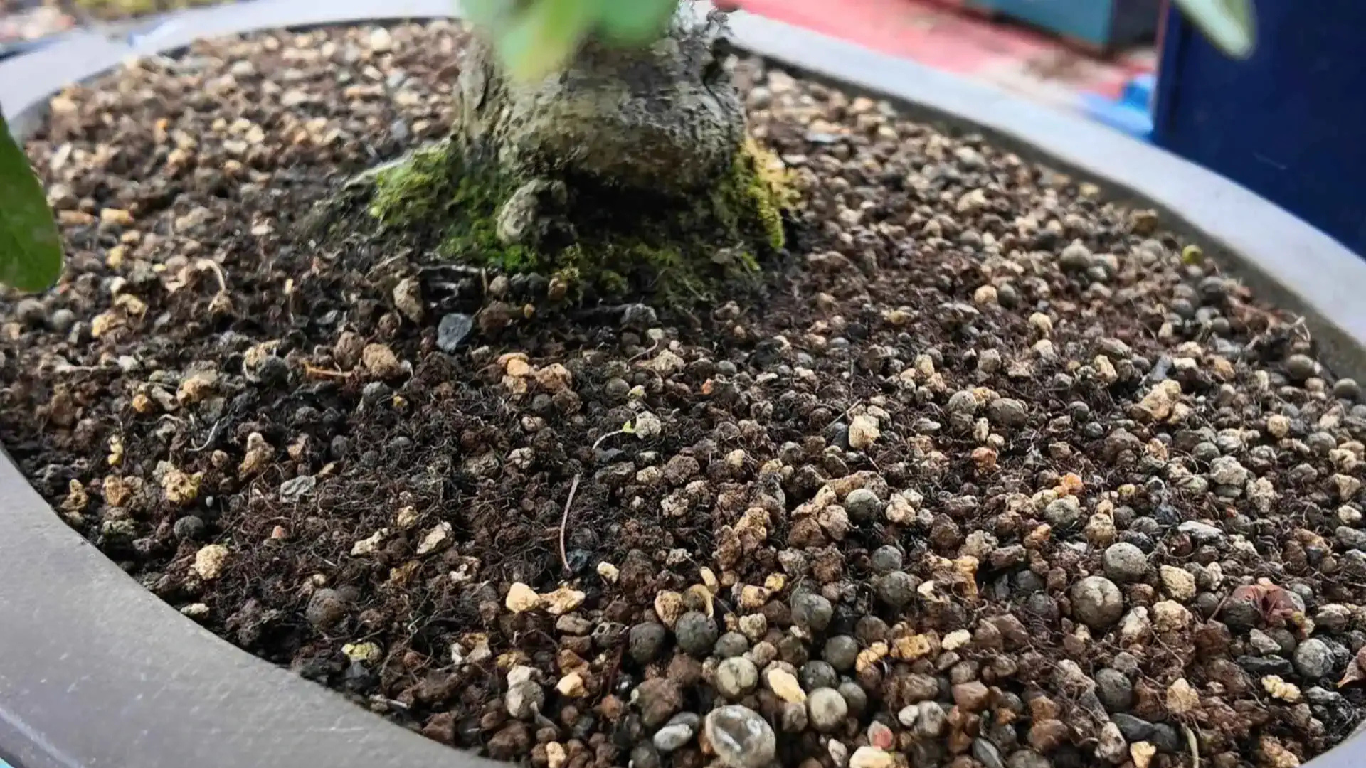All About Bonsai Soil