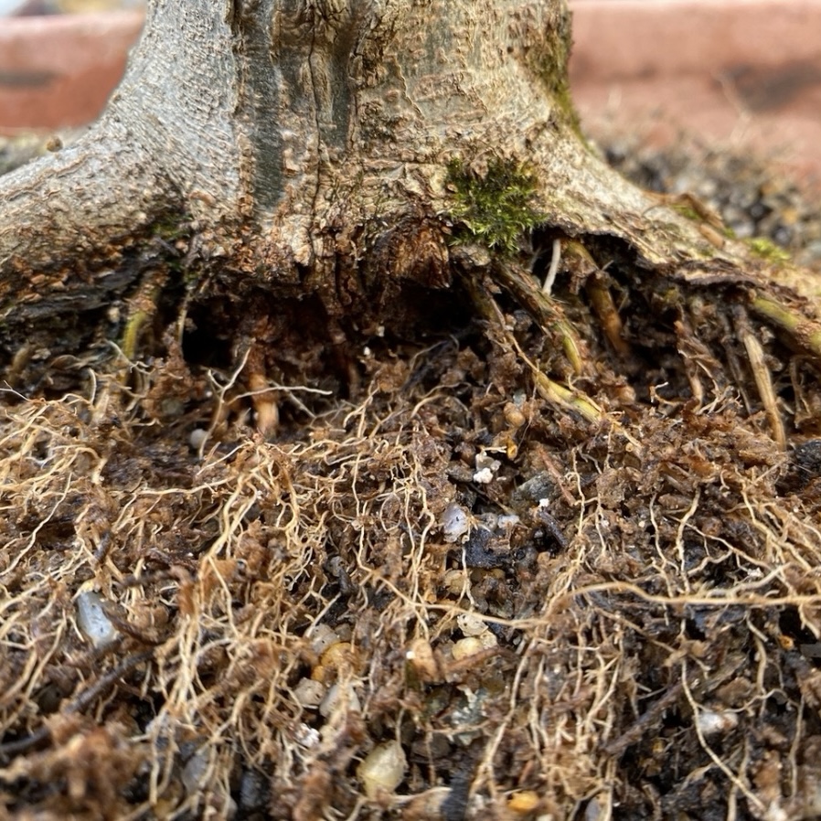 A close up look of the base of a tree with feeder roots growing out radially.