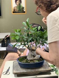 Ginseng Ficus (Ficus microcarpa 'Ginseng')