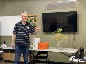 Red Leaf Ficus (Ficus ingens)