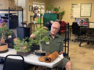 Willow Leaf Ficus (Ficus nerifolia)
