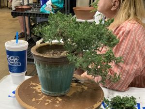 Juniperus procumbens 'Nana' being styled as a cascade