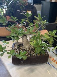 Tiger Bark Ficus (Ficus microcarpa 'Tiger Bark')