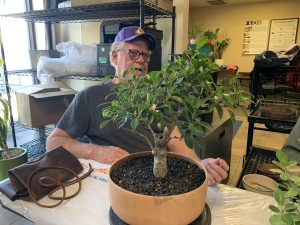 Golden Gate Ficus (Ficus microcarpa 'Golden Gate')