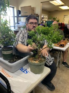 Chickasaw Crape Myrtle (Lagerstroemia 'Chickasaw') in the process of being air-layered.