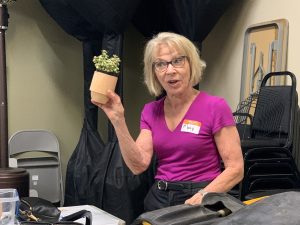 Portulacaria afra 'Medio-picta' Rainbow
