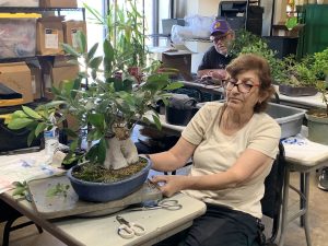 Ginseng Ficus (Ficus microcarpa 'Ginseng')