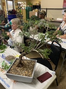 Willow Leaf Ficus (Ficus nerifolia)
