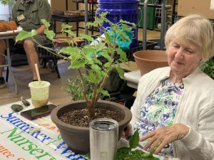 Red Leaf Ficus (Ficus ingens)