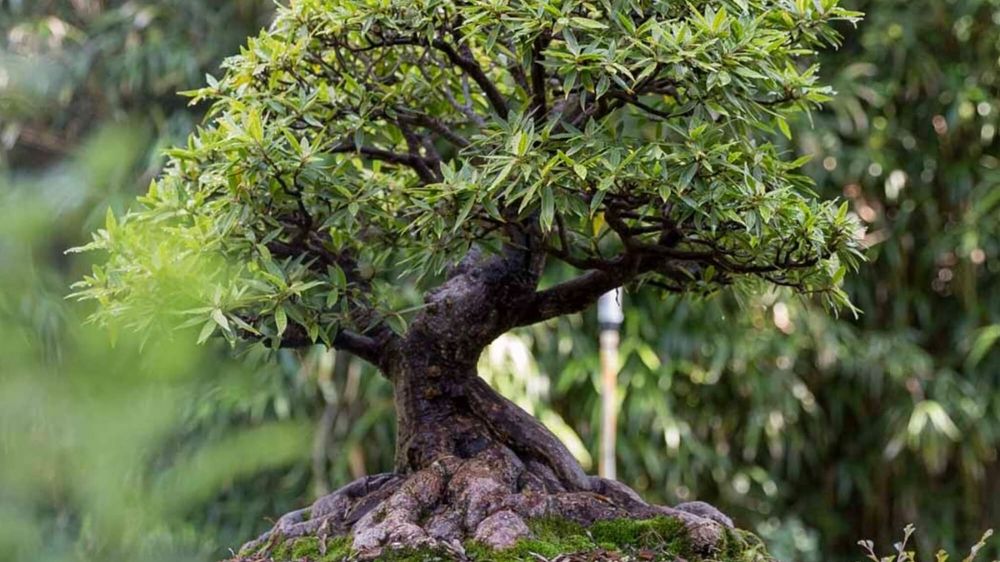 Everything Ficus Trees