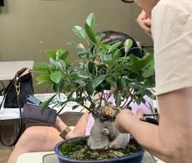 Ginseng Ficus (Ficus microcarpa 'Ginseng')