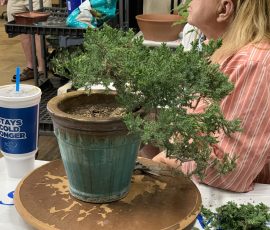 Juniperus procumbens 'Nana' being styled as a cascade