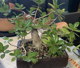 Tiger Bark Ficus (Ficus microcarpa 'Tiger Bark')
