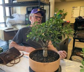 Golden Gate Ficus (Ficus microcarpa 'Golden Gate')