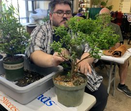 Chickasaw Crape Myrtle (Lagerstroemia 'Chickasaw') in the process of being air-layered.