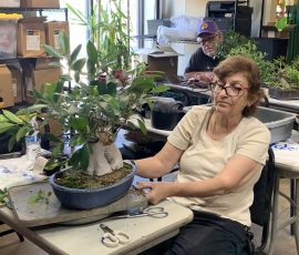 Ginseng Ficus (Ficus microcarpa 'Ginseng')