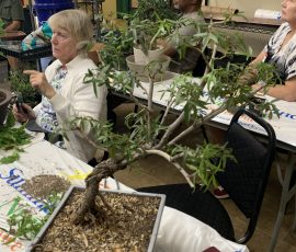 Willow Leaf Ficus (Ficus nerifolia)
